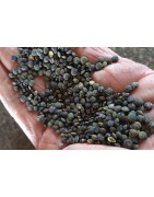 lentilles,vertes,lauragais,légumes secs