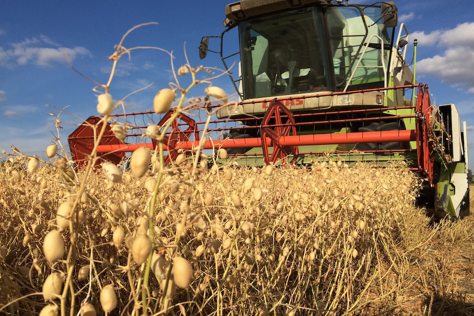 Culture pois chiches