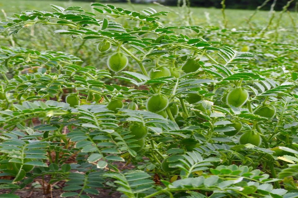 Pois chiches